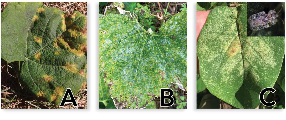 EDN151 Figure 3